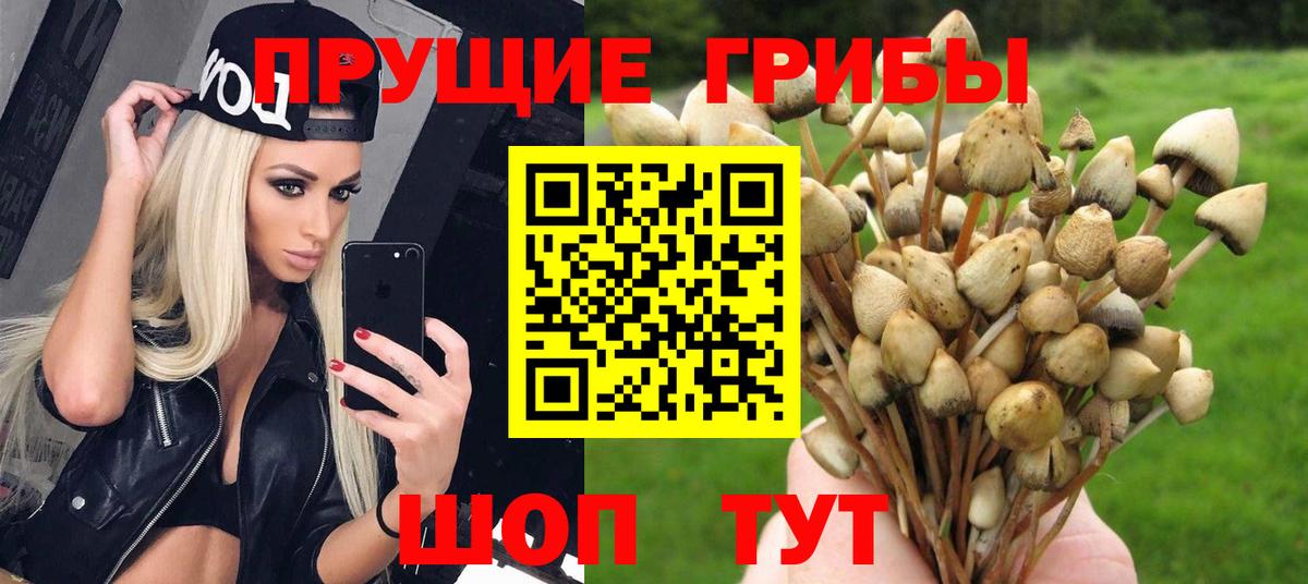 Галлюциногенные грибы прущие грибы  Вход с VPN  Беслан  Галлюциногенные грибы Psilocybine cubensis 